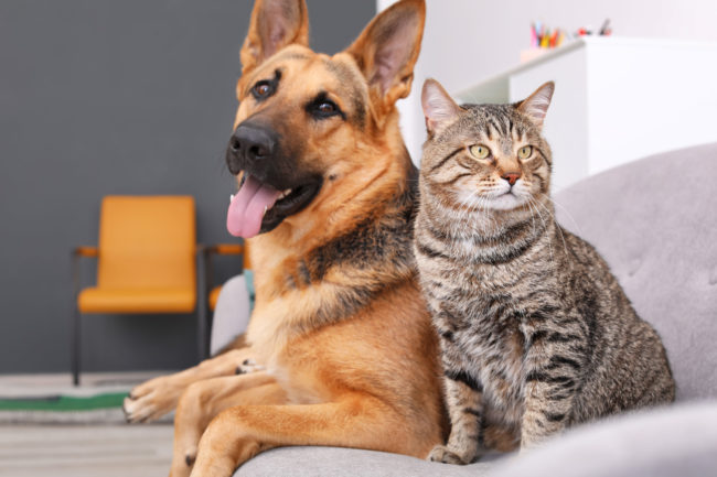 Cat & Dog Friendship